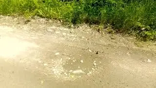 Ленточник тополевый на грязи лесной дороги.