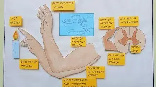 Reflex Arc project | reflex arc working model | #projectsolution