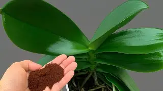 Just sprinkle on top! Your orchids will bloom in no time