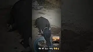 #animals #funny #shortsviral #rajasthani #shorts #viral #funnyvideo#ytshort #youtubeshorts #trending