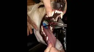 Bandit the Dog Saved After Ball Stuck in Throat
