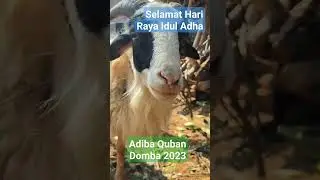 selamat Hari Raya Idul Adha 
