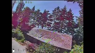 Japalura Hugs a Tree