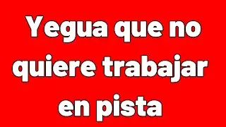 2 RAZONES con sus SOLUCIONES del porque un caballo no le quiere trabajar en la pista de doma