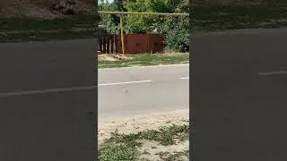 утки домашние #уткивдеревне