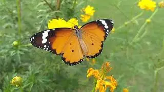 Fluttery Flighty ButterFLIES 