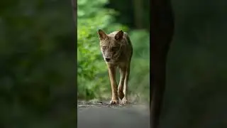 Wildlife Photography - Continuous Shooting - Guess the Camera?  