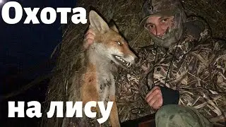 Охота на лису с манком