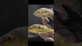SO MANY PREDATOR FISH #redtailcatfish #peacockbass #redpike