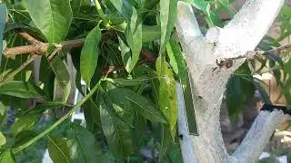 Top working fruit trees and why you should NEVER do it
