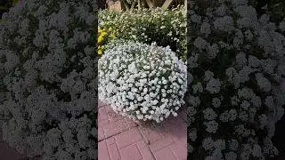 ГОТОВИМ МАТОЧНИКИ ОДНОЛЕТНИКОВ