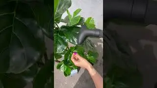 Распаривание искусственных деревьев после транспортировки #home #diy