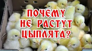 Почему Не Растут Цыплята? Ищу ответ