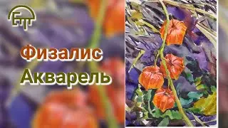 Physalis. Watercolor