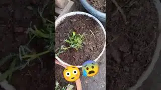 МОРОЗ🥶 МАЙ ОМСК👆СПАСАЕМ РАССАДУ🪴