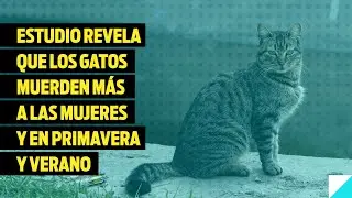 Estudio revela que los gatos muerden más a las mujeres y en primavera y verano