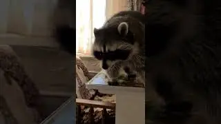 енот встречает меня на столе енот витя 