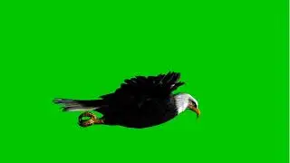 Green screen Birds flying Top 5 template 