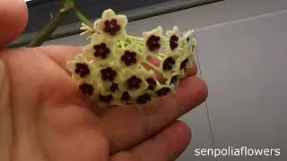 Хойя Kerrii Variegata из коллекции Голубевой Татьяны на 12.08.2024