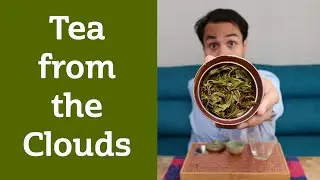 Obscure Village WAY UP HIGH making crazy Tea! YOUNG GUSHU 2024