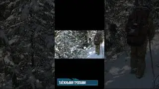 Есть соболек! #shorts  загнала лайка соболя#shortvideo
