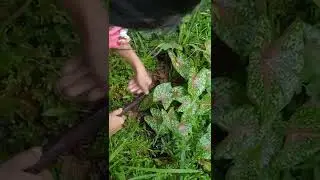NAKAKITA KAMI NG CALADIUM PLANT SA TABI NG HIGHWAY #caladium