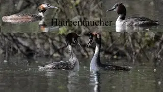 Haubentaucher - Podiceps cristatus