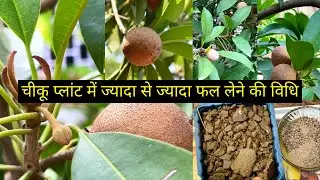 चीकू प्लांट में ज्यादा से ज्यादा फल लेने की विधि | बारिश के मौसम में करे ये उपाए