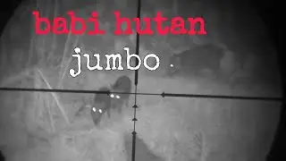 pencarian babi jumbo