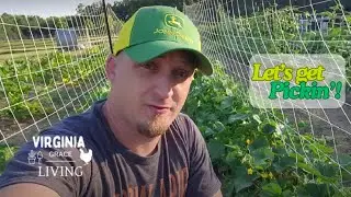 The Garden is BOOMING! Squash, Cucumbers, Sunflowers, and Pumpkins  - Zone 7 Virginia