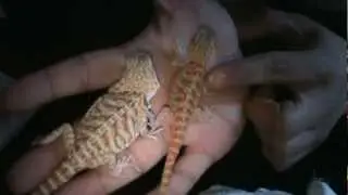 Bearded Dragon Unboxing!