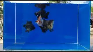 ikan koki oranda #shorts