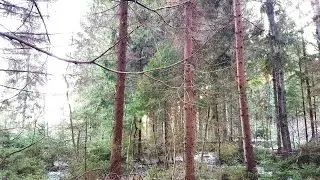 ЗАБРОШЕННОЕ ПОЛЕ ЗЕМЛИ СЕЛЬХОЗНАЗНАЧЕНИЯ ЗАРАСТАЕТ ДЕРЕВЬЯМИ