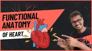 Functional Anatomy of Heart