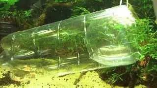 catching aquarium fish with home made fish trap