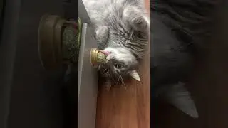 Кот и мята