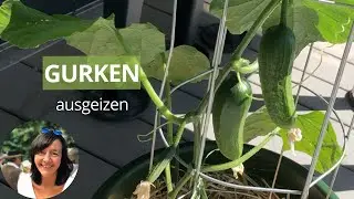 Gurken ausgeizen - Warum und Wie geizt man Gurken aus? Einfache Gurken ausgeizen Anleitung
