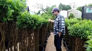 Exotic Tree 2020 Плетеное дерево Русская пальма Московская область