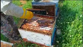 العلاجات الوقائيه لخلايا النحل من الامراض