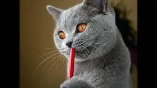 Смешные животные.Тест на психику,попробуй не засмеяться/funny animals