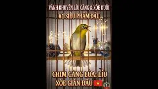 Phát hiện SIÊU PHẨM Vành Khuyên LÍU XOÈ ĐUÔI Cực Gắt! (Nghệ nhân ngã ngửa)