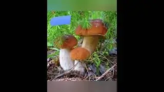 хочу глубинке отдохнуть