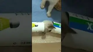 Kitten play. Cute siamese kitty #shorts