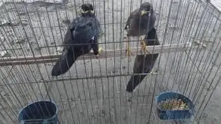 ময়না ও শালিক এক সাথে থাকে একই খাচাতে
