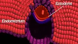 Embryology of the Head and Neck - Chapter 1: General Embryology
