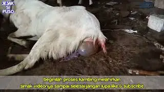 KAMBING ETAWA BERANAK KEMBAR