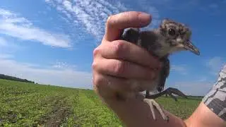 The chick of the sinister bird is caught