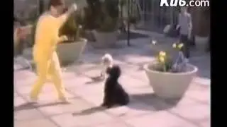 2837  Who don't dally with animal man and animal funny moments