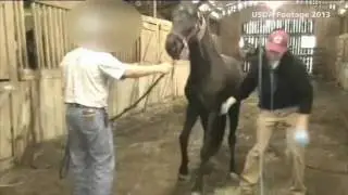 USDA inspections find horse soring cruelty