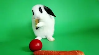 chroma key/green screen /Rabbit cleans himself /free download